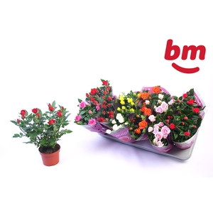 RO B MONDE GEM 7 SRT