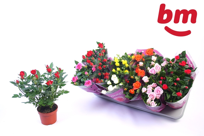 <h4>RO B MONDE GEM 7 SRT</h4>