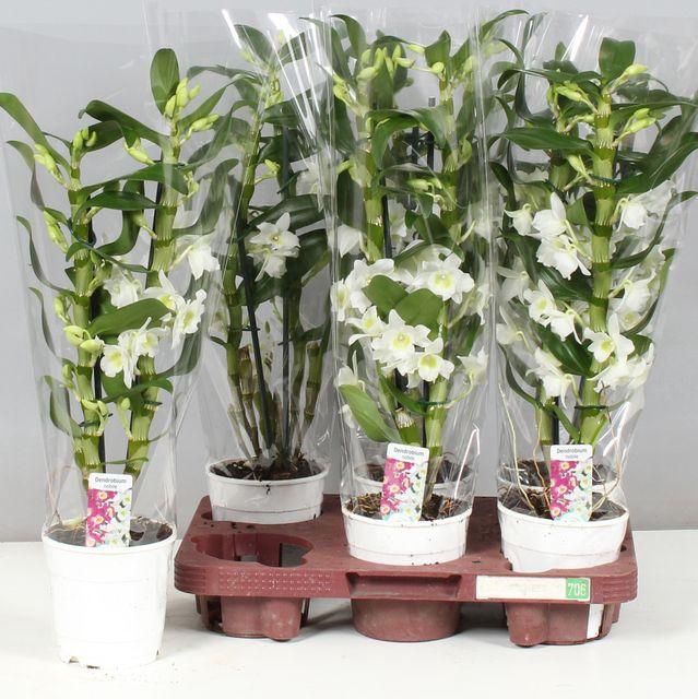 <h4>!! PROMO !! DENDR N SC APOLLON 2 TAK</h4>