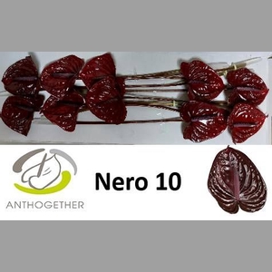 ANTH A NERO