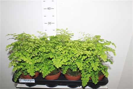 <h4>Adian Rad Fragrans</h4>