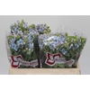 Oxypetalum Tweedia Blue