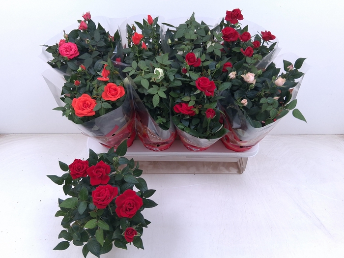 <h4>RO FAV RO GEM 5 SRT</h4>