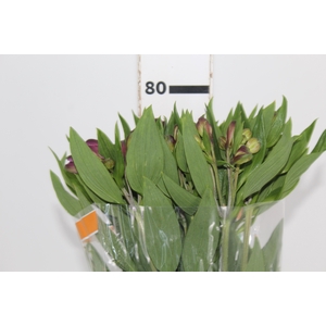 ALSTROEMERIA GALAXY 080 CM LILAS