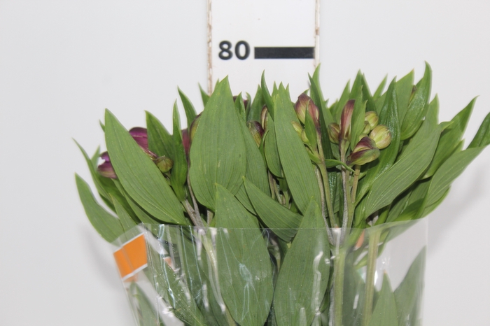 <h4>ALSTROEMERIA GALAXY 080 CM LILAS</h4>