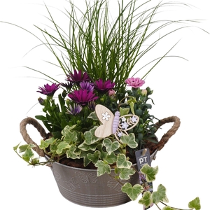 Arr.   Perkplanten L%