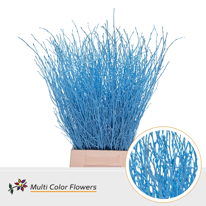 <h4>Berk Blauw Licht</h4>