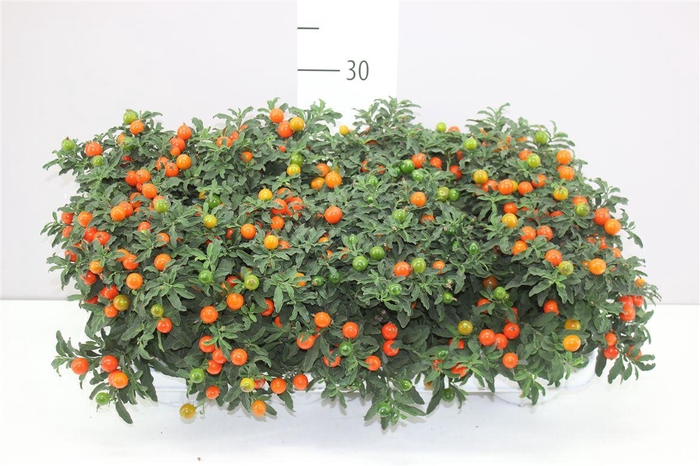 <h4>Solanum Pseudocapsicum</h4>