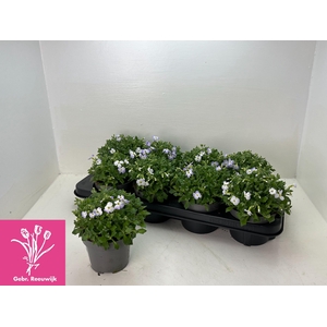 AUBR F BLUE BLUSH BI