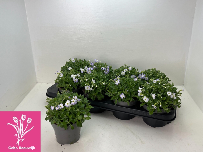 <h4>AUBR F BLUE BLUSH BI</h4>