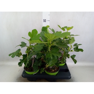 Ficus carica