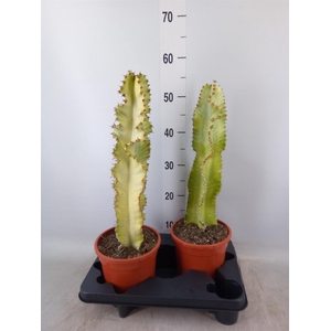 Euphorbia ingens 'Variegata'