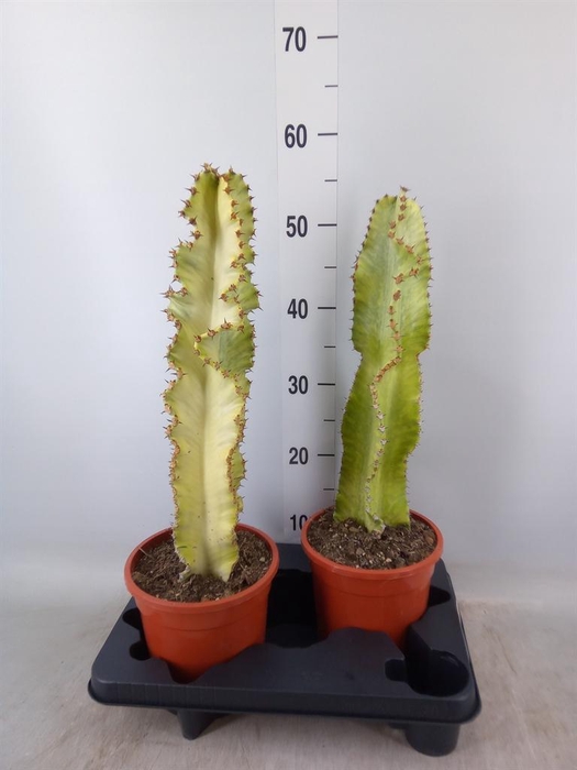 <h4>Euphorbia ingens 'Variegata'</h4>