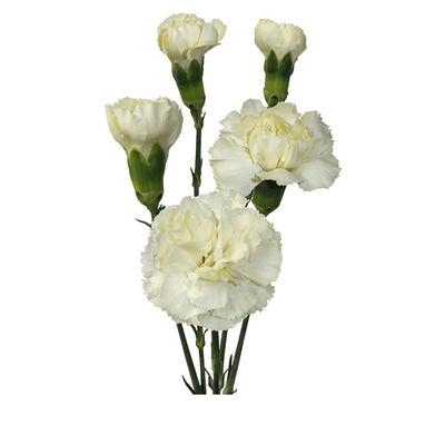 <h4>DI TR TAYRON</h4>