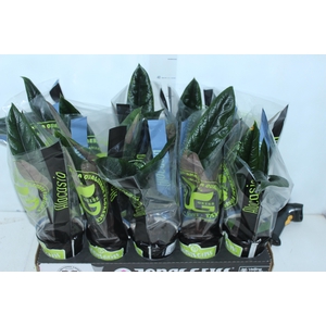 ALOCASIA SCALPRUM P12