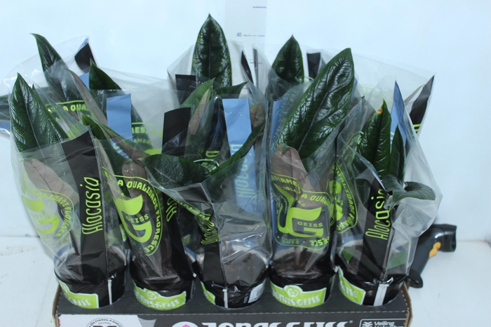 ALOCASIA SCALPRUM P12