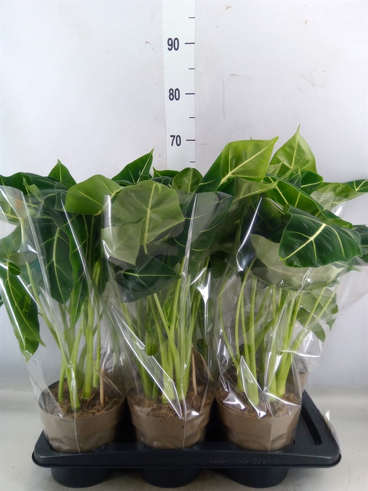 <h4>Alocasia   ...</h4>