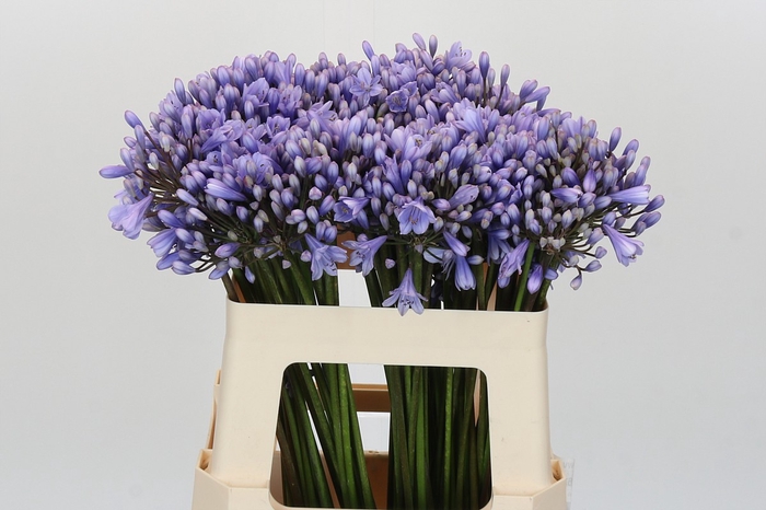 <h4>Agapanthus EYFORI Blue</h4>