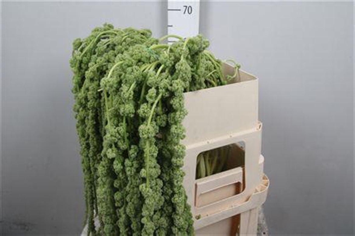 <h4>Amar Ca Cycloop Groen</h4>