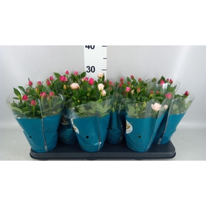 Rosa  'Star Roses'   ...mix