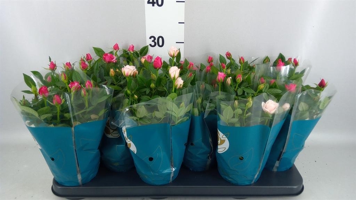<h4>Rosa  'Star Roses'   ...mix</h4>