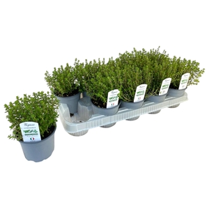 Thymus citriodorus P12