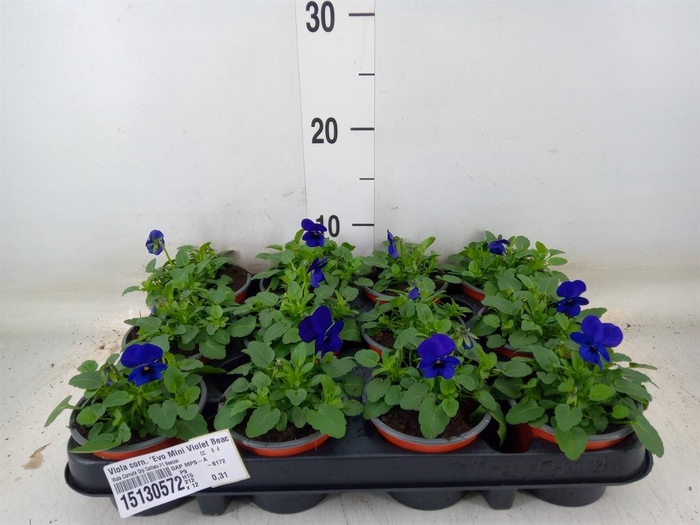 <h4>Viola corn. 'Evo Mini Violet Beaco'</h4>