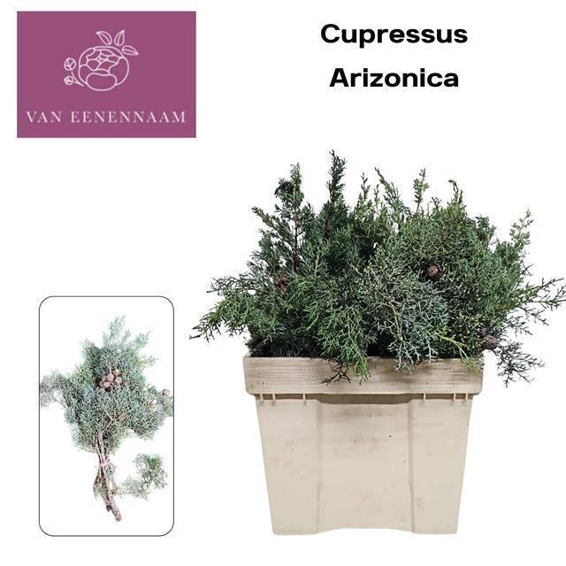<h4>CUPRES ARIZONICA</h4>
