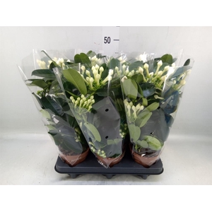 Stephanotis floribunda   ...