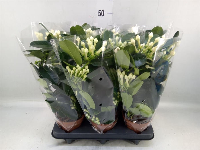 <h4>Stephanotis floribunda   ...</h4>