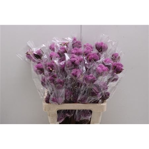 Katoen Purple