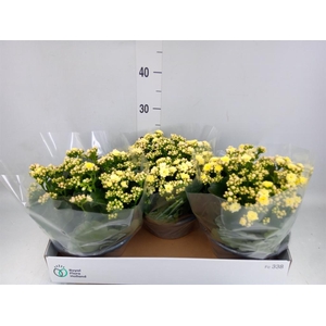 Kalanchoe blos. 'Deco Tweed'