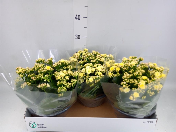 <h4>Kalanchoe blos. 'Deco Tweed'</h4>