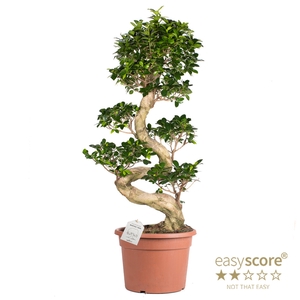 FICUS MICROCARPA P35 S-SHAPE