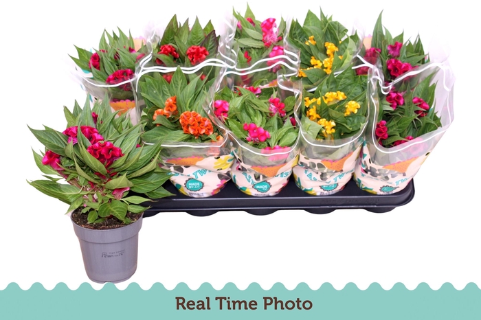 <h4>CEL CR TWIST GEM</h4>