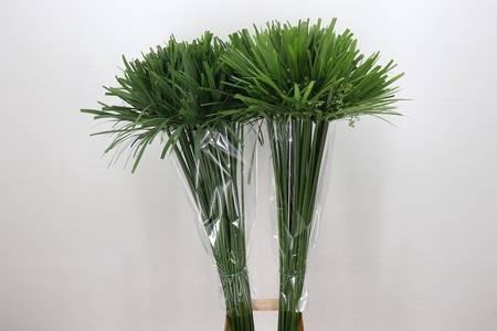 <h4>Cyperus Papyrus</h4>