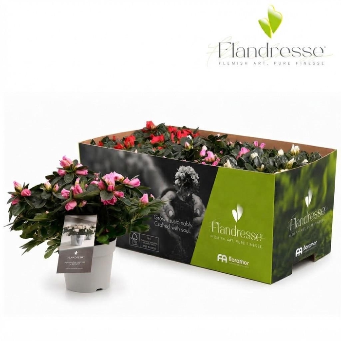 <h4>Azalea Flandresse® 'Four Times Two' 22 - 25 cm</h4>