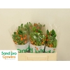 Ornithogalum dubium Sunray