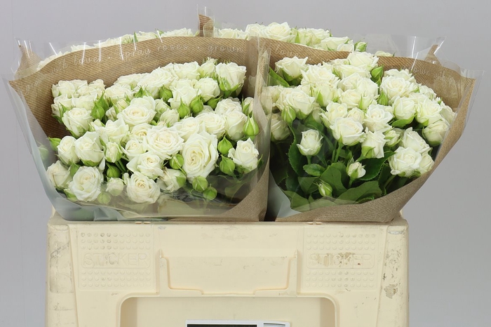 <h4>Rosa Tr Josephine</h4>