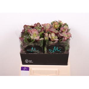Helleborus Mammoth Pink Marginpar