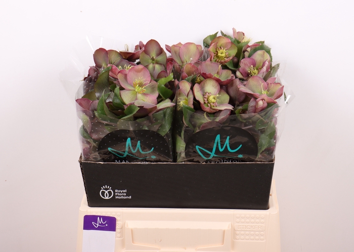 <h4>Helleborus Mammoth Pink Marginpar</h4>