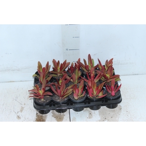 SUCULENTAS CRASSULA CAPITELLA CAMPFIRE P06