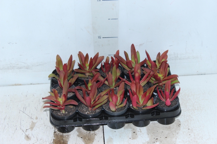 <h4>SUCULENTAS CRASSULA CAPITELLA CAMPFIRE P06</h4>