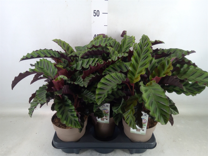 <h4>Calathea   ...</h4>