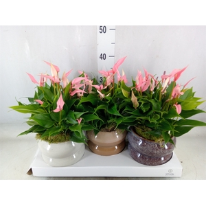 Anthurium andr. 'Lilli'
