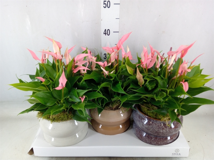 <h4>Anthurium andr. 'Lilli'</h4>