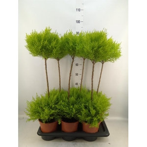 Cupressus macro. 'Goldcrest' .shape