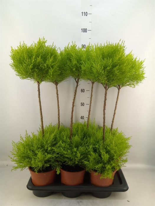 <h4>Cupressus macro. 'Goldcrest' .shape</h4>