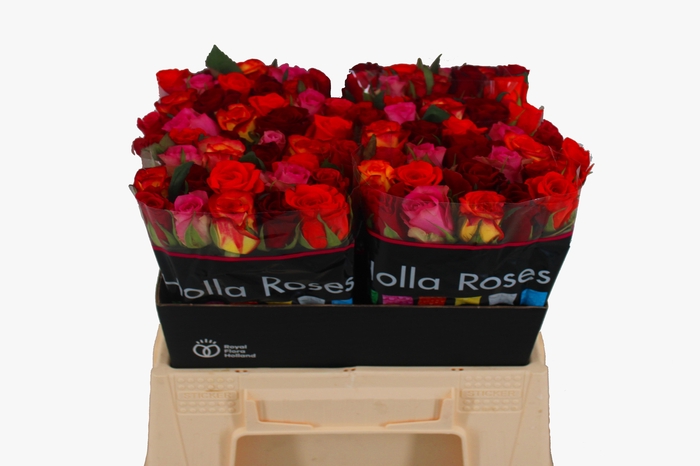 <h4>R GR GEM IN BOS</h4>