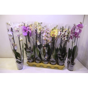 Phal Gem